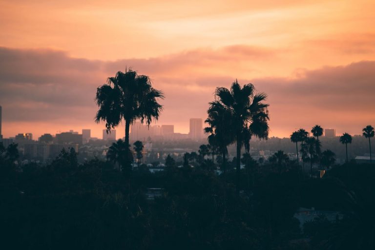 a group of palm trees in a field with a sunset in the background