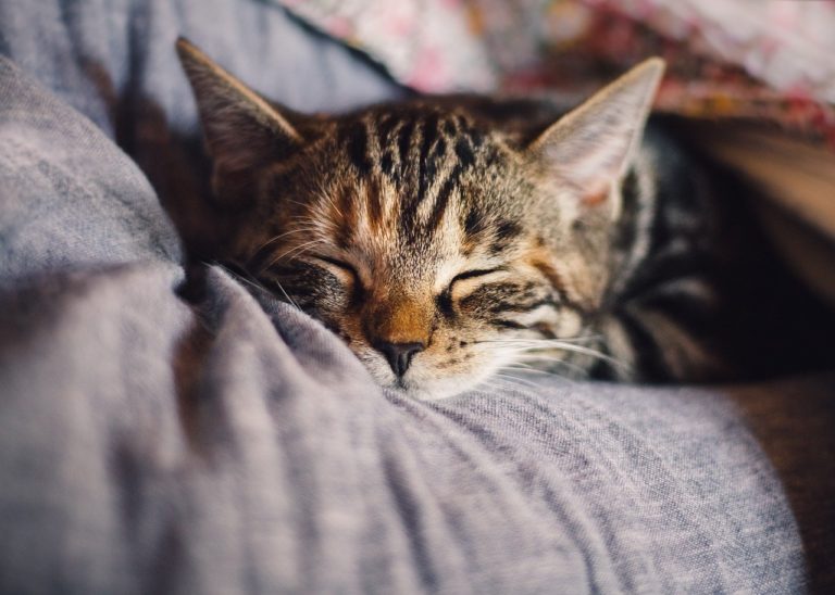 a cat sleeping on a blanket